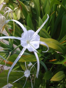 spider looking flower