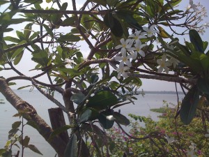 Hawaiian looking flower